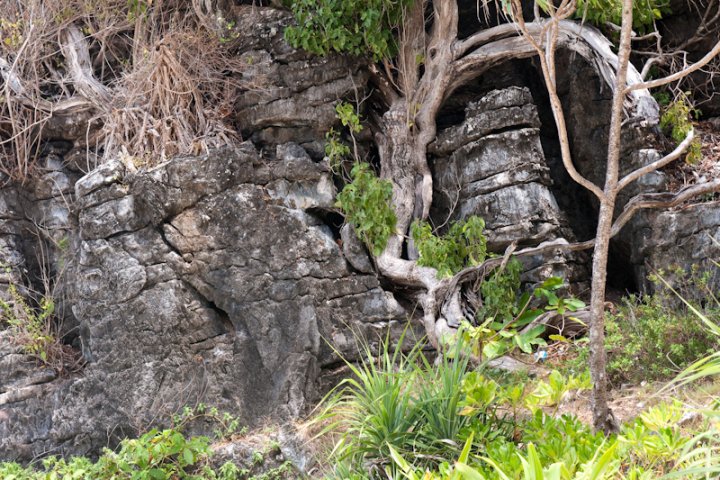 Дерево в скалах