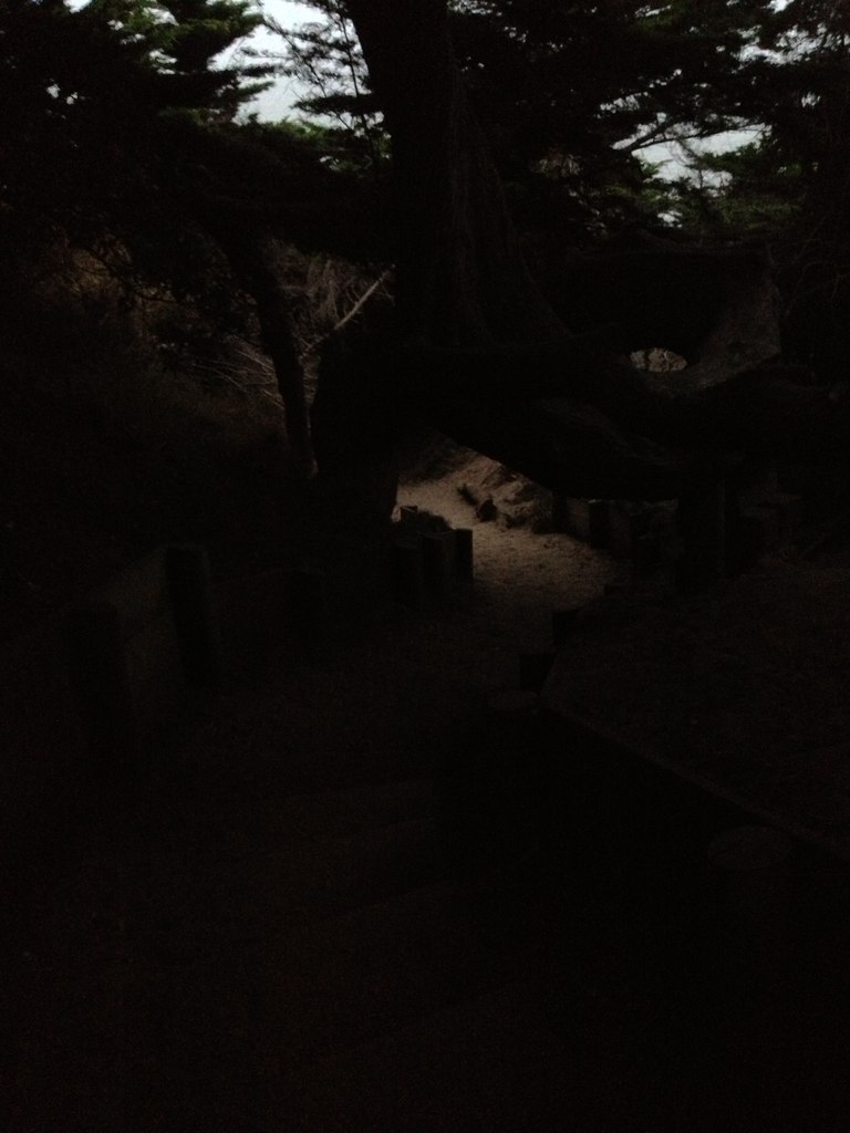 Dark under the trees