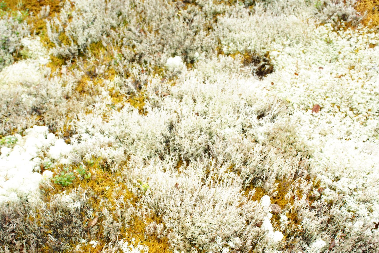 White moss