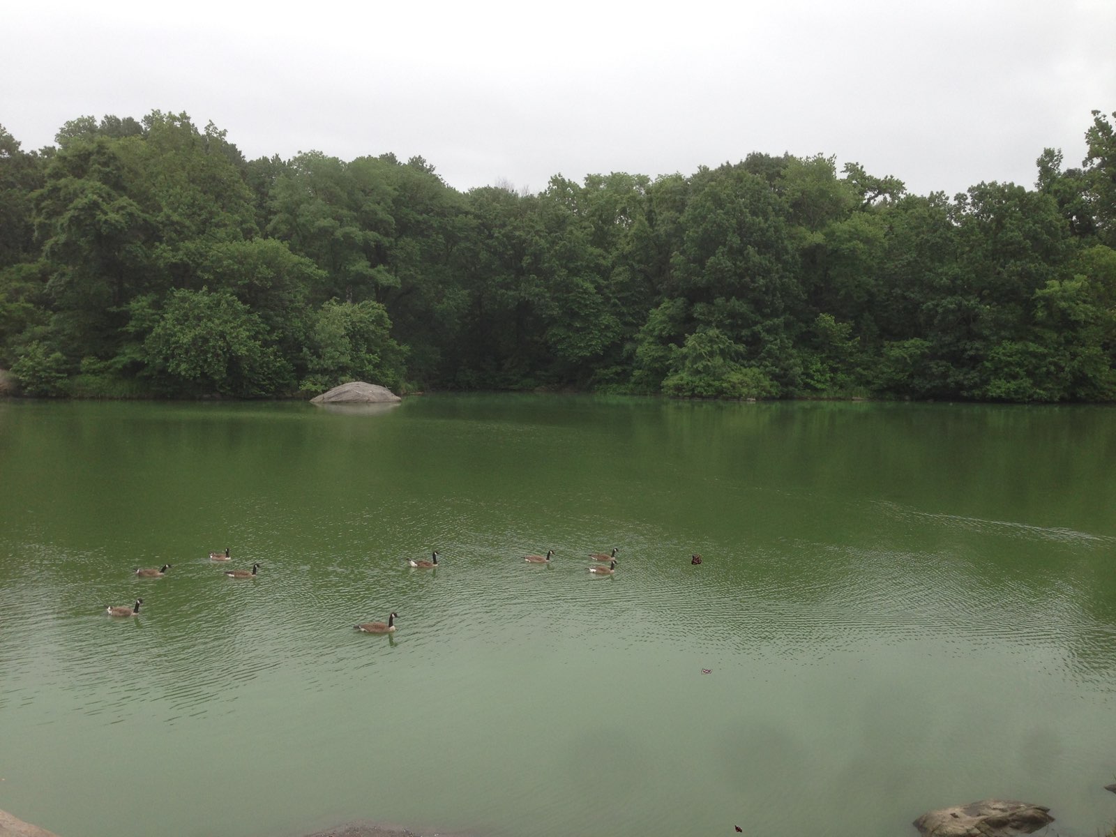 Ducks floating