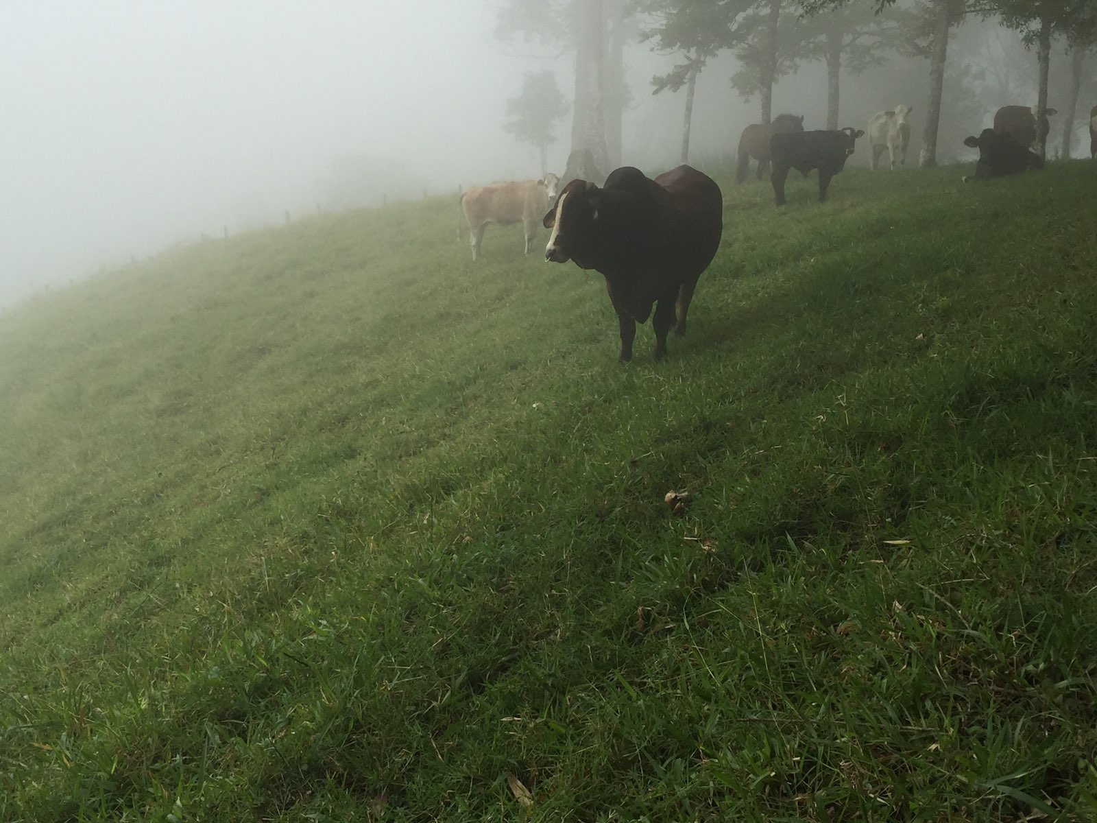 Cattle in the fog