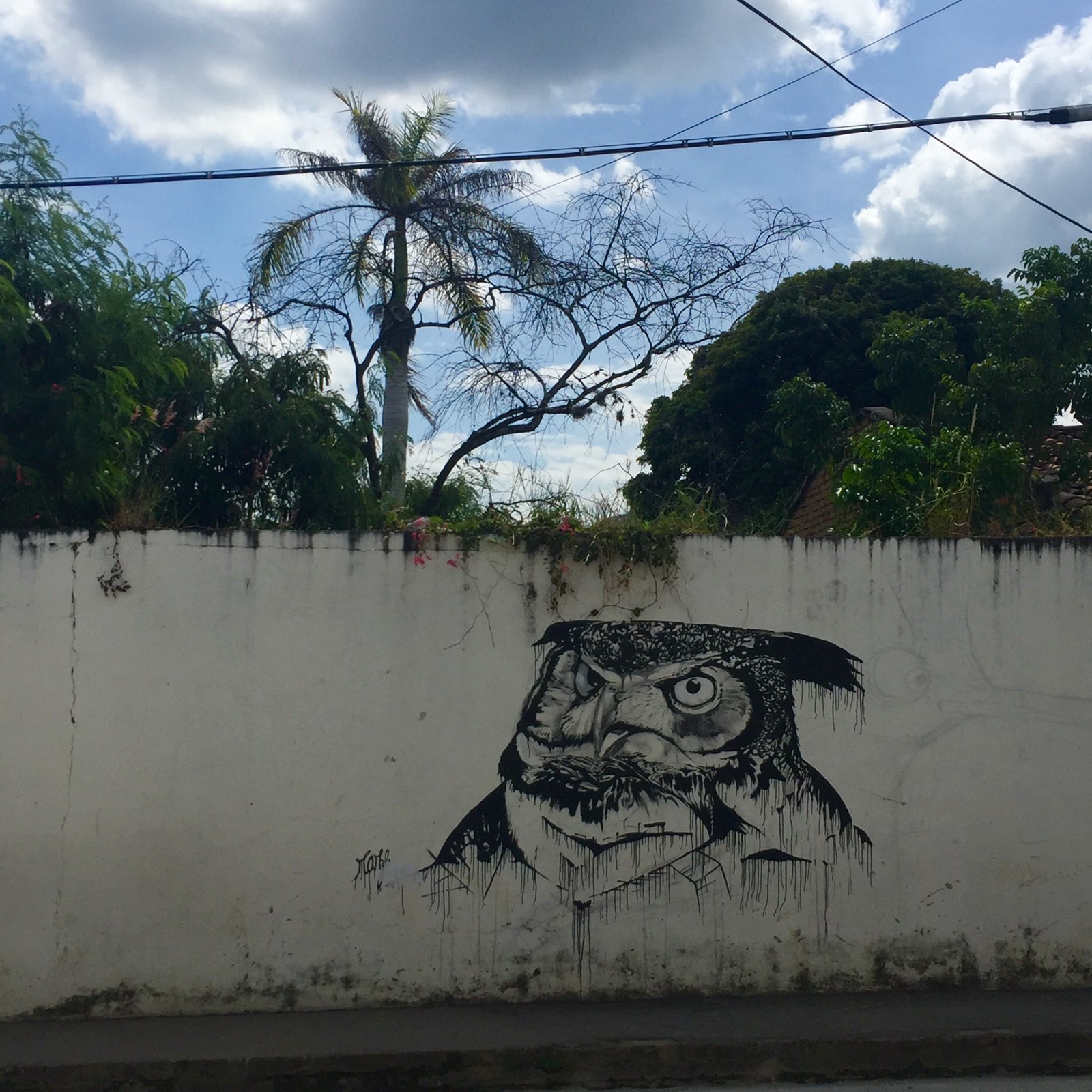 Owl graffity