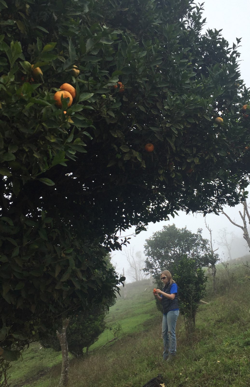 Foraging clementines